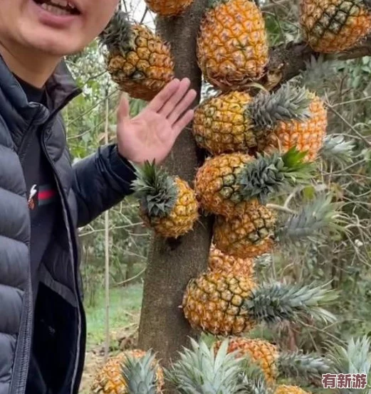 草莓视频h