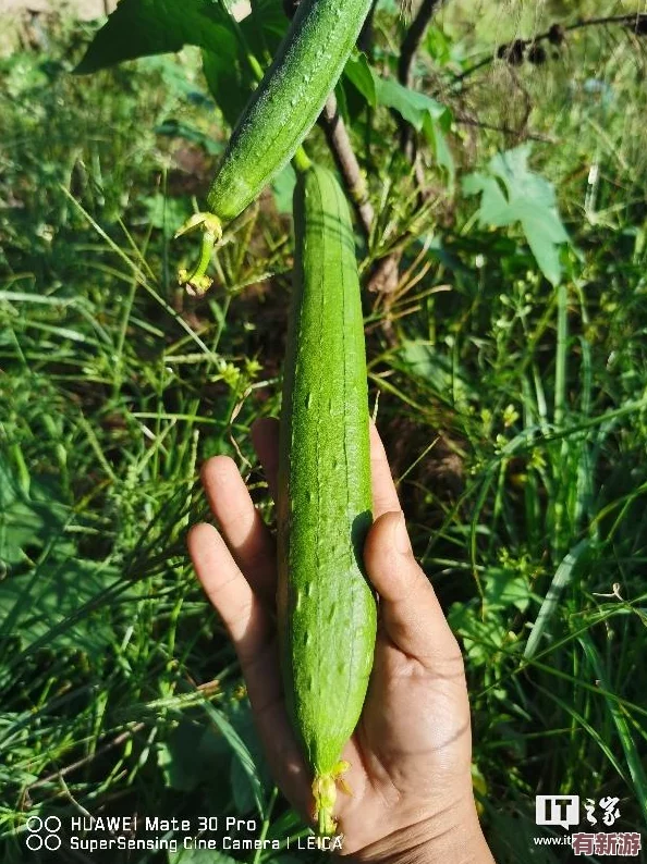 苏州丝瓜晶体公司