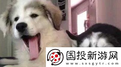 狗都嫌弃的年龄是什么梗网络用语