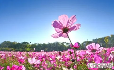美梦视频大全免费观看