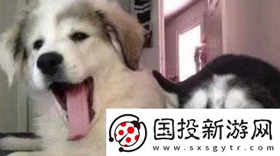 狗都嫌弃的年龄是什么梗网络用语