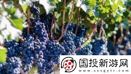 送去新疆数葡萄干是什么梗网络用语