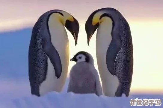 无量蝠没了