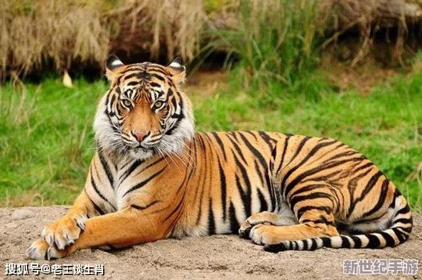 四虎4hu换哪个网名了