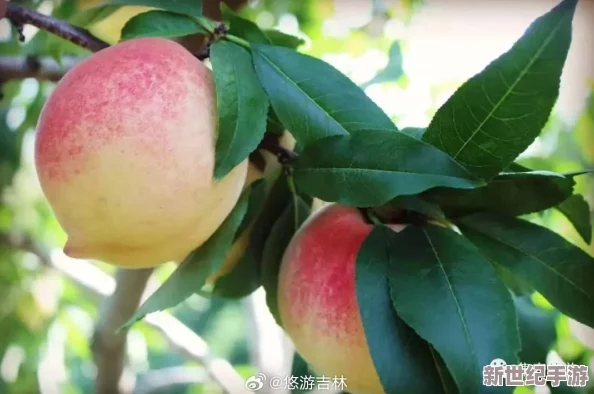 美丽的水蜜桃2最经典的一句