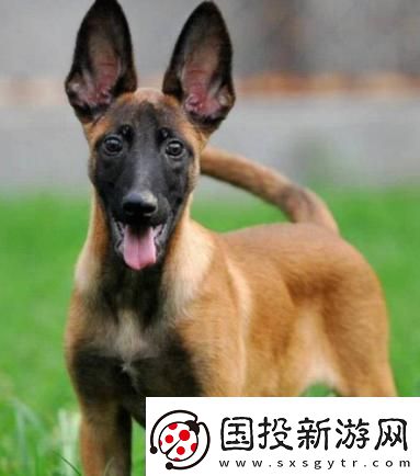 “Zoom马狗”狂潮来袭