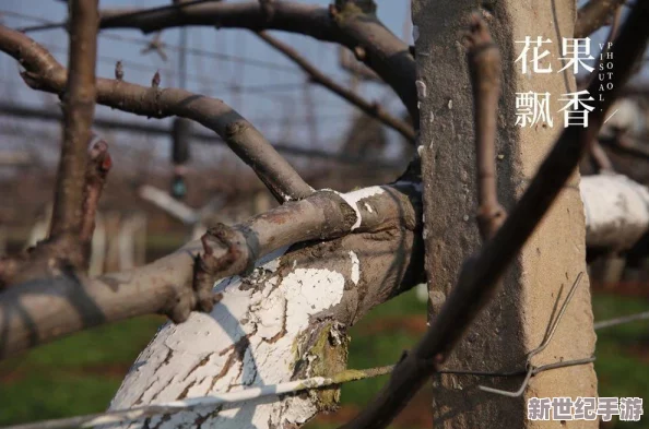 部落冲突策略升级
