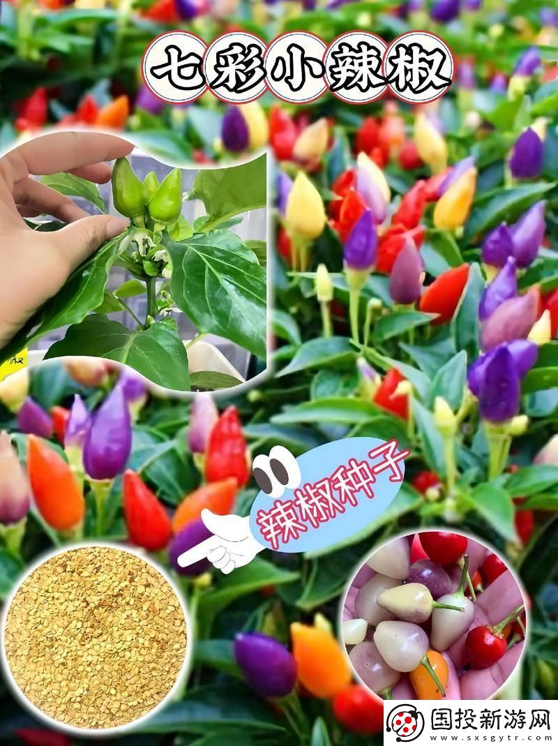 美丽的小辣椒3最经典的一句