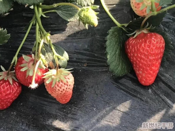 草莓视频18