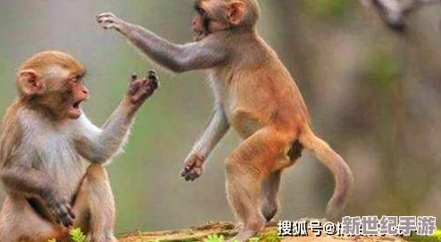 打扑生猴子
