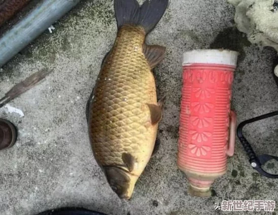 闪烁之光新区开放时间