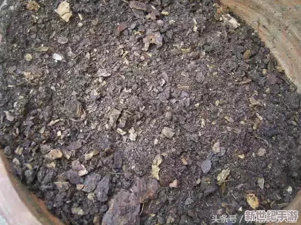 黑土的脚