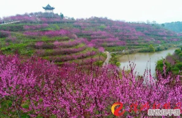 桃花师如何升等级