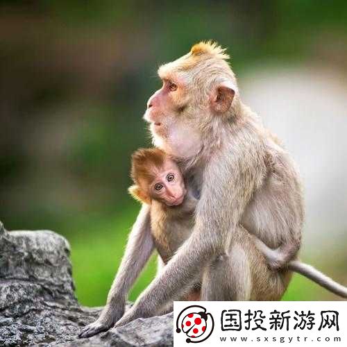 大猴子永远抱着小猴子的温馨画面