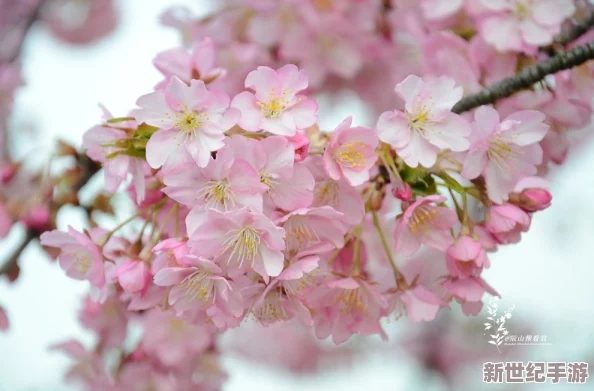 粉色水蜜桃和日本樱花区别