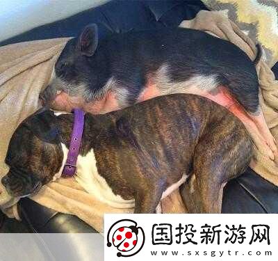人类与动物的心灵交流