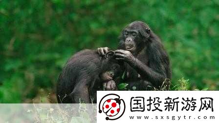 人马畜禽纪录片免费
