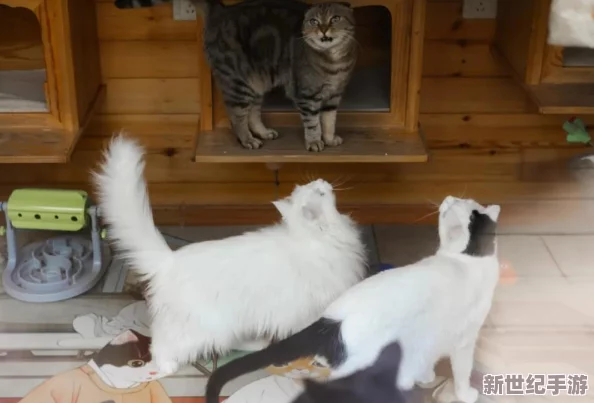 猫咪最新永久地域