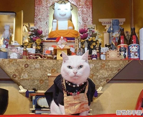 猫咪最新永久地域