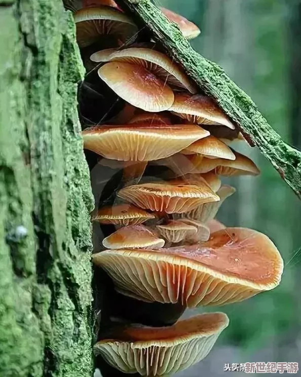 **的蘑菇头竟然隐藏着一个不为人知的秘密