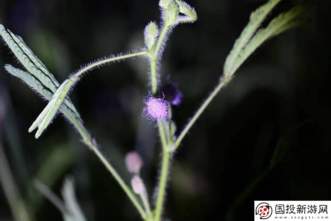 探索含羞草传媒实验所