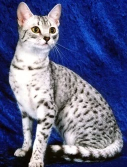 埃及猫跳舞原版入口