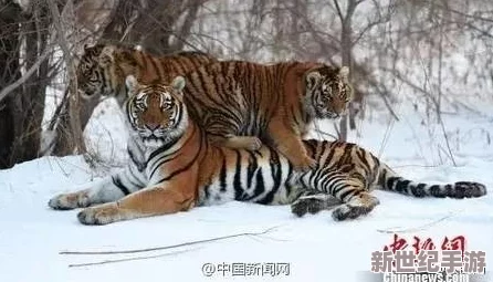 四影虎影www4hu23cmo