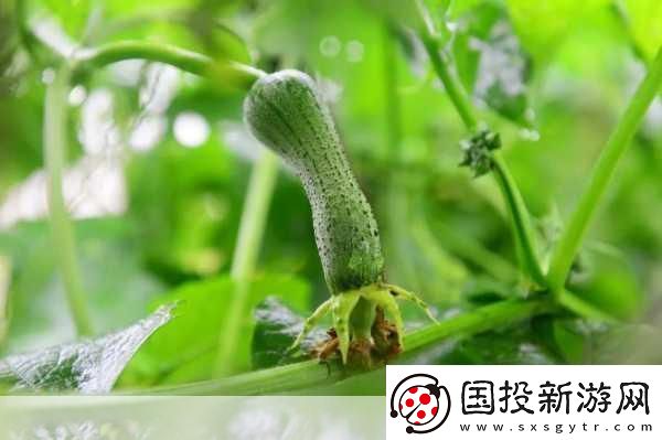 草莓绿巨人丝瓜香蕉黄瓜视频大全