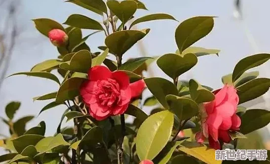 妈**后花园春天开了花＂