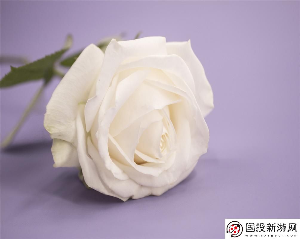 “白玫瑰”科技潮