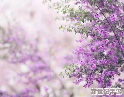 樱花草av