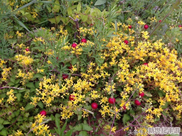 双蛇难入金银花