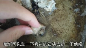 一个释放蝌蚪的网站