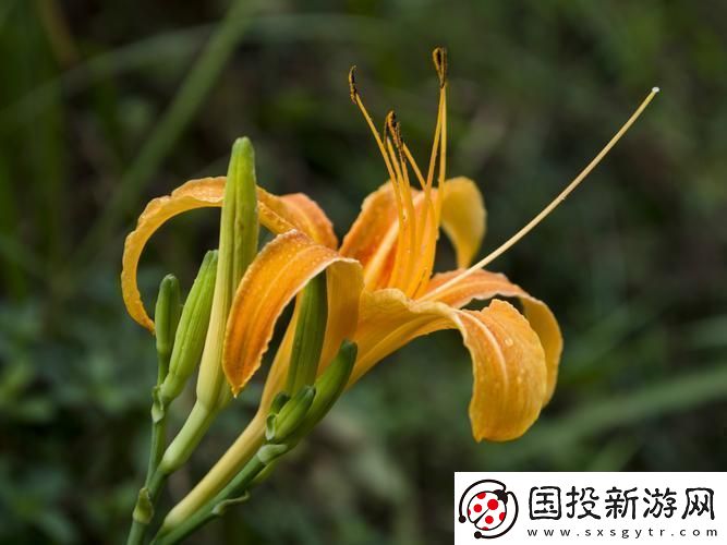 “仙踪林”探秘