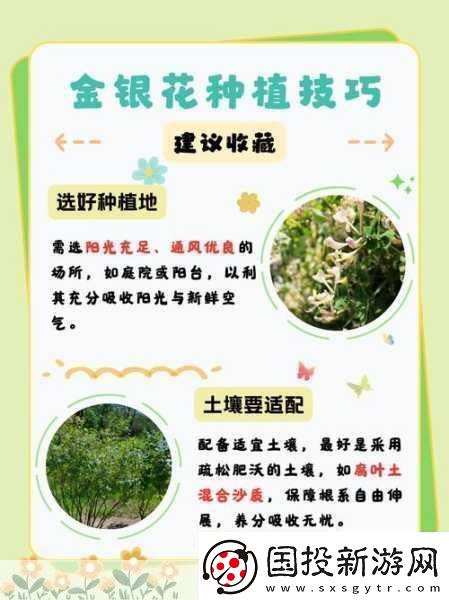 双管齐下TXL金银花怎么使用