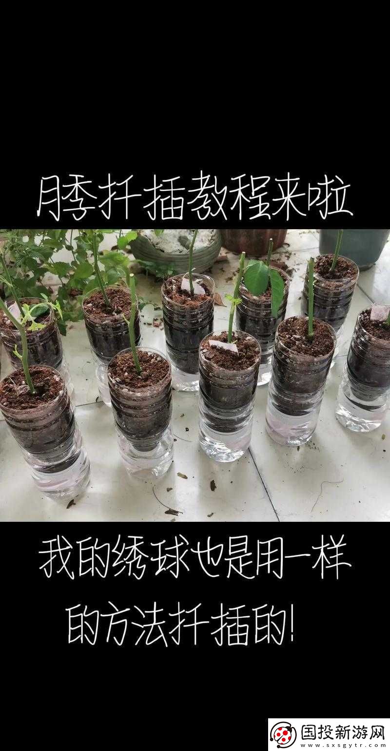 扦插过程视频