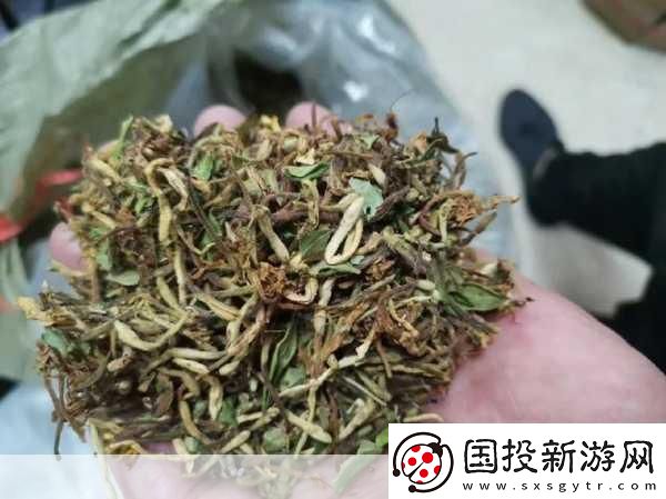 双管齐下TXL金银花怎么使用