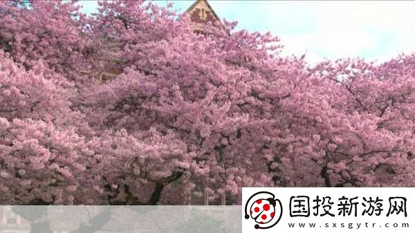 粉色视频免费高清观看3受欢迎程度非常高