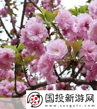 粉色视频免费高清观看3受欢迎程度非常高