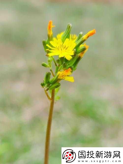 野花在线观看免费高清中文