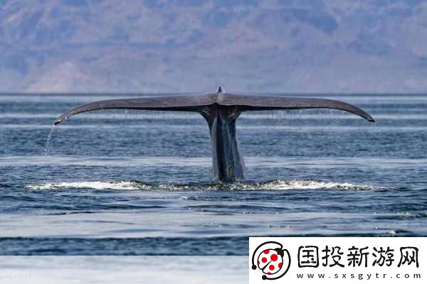 鲸落指的是什么