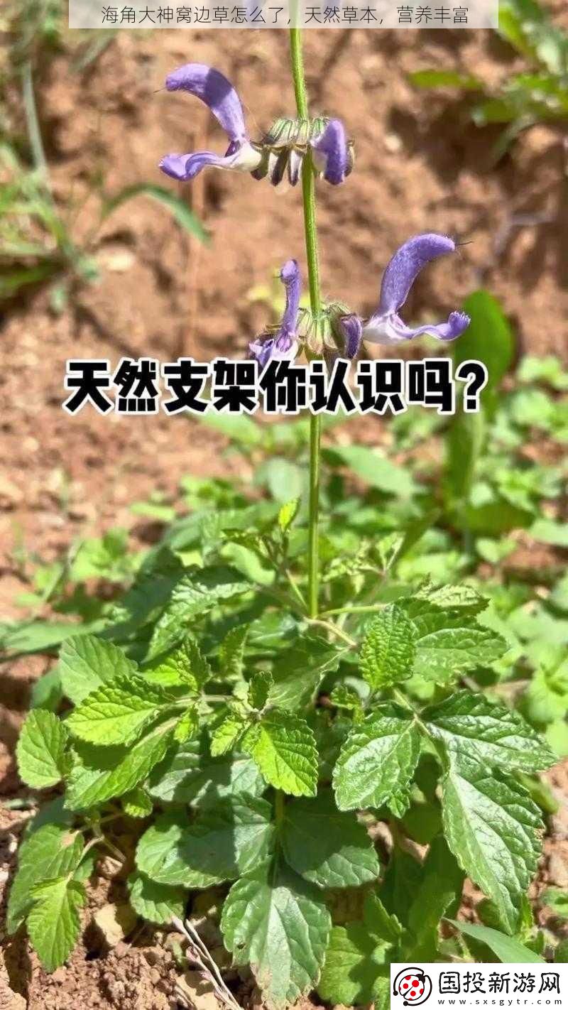 海角大神窝边草怎么了