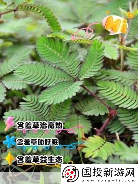 含羞草、四叶草、三叶草