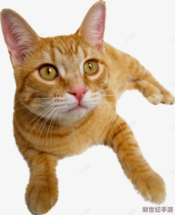 yuzukitty柚子猫的作品特点