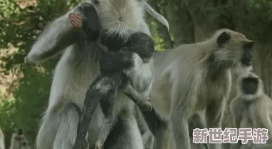 两个人生猴子的场景