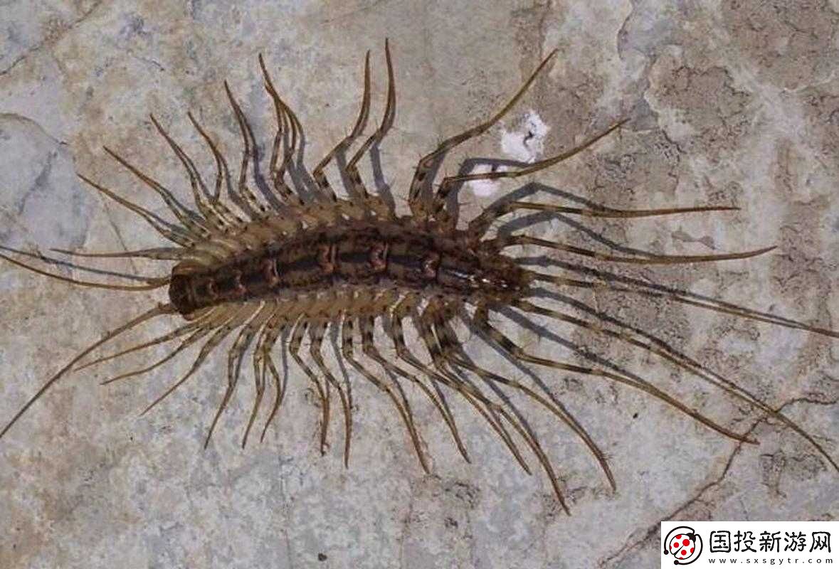 群星闪耀