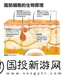 纽仕康脂肪燃烧弹