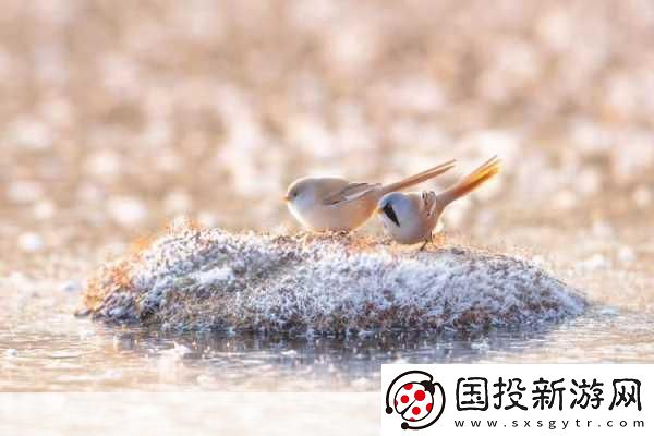 黑料独家爆料曝光揭秘黑料独家揭秘