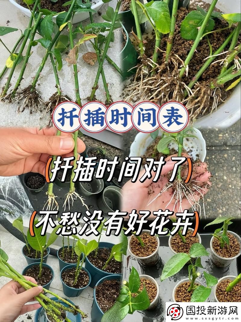 探索爱情的深度