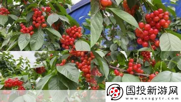 樱桃视频大全免费高清版观看